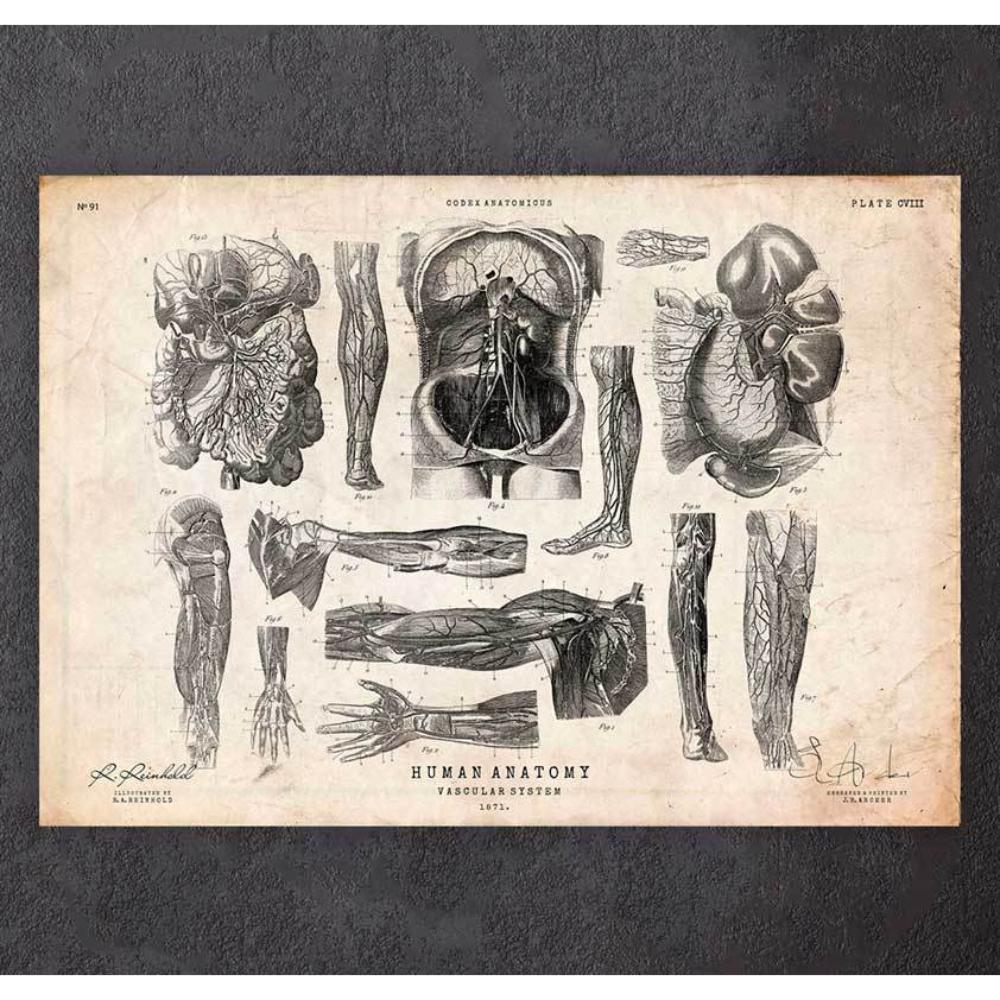 Human Anatomy Print Various Illustrations V