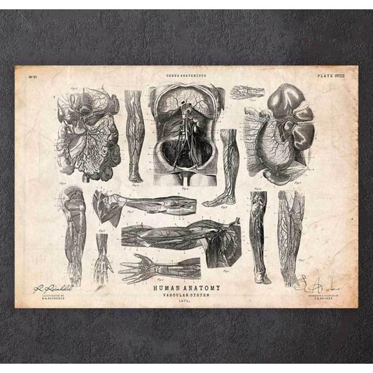 Human Anatomy Print Various Illustrations V