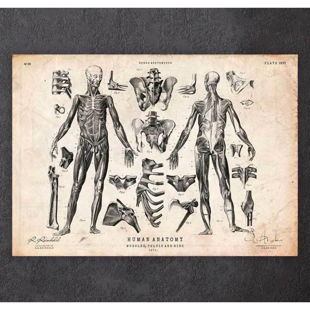Full Body Human Anatomy Print VIII