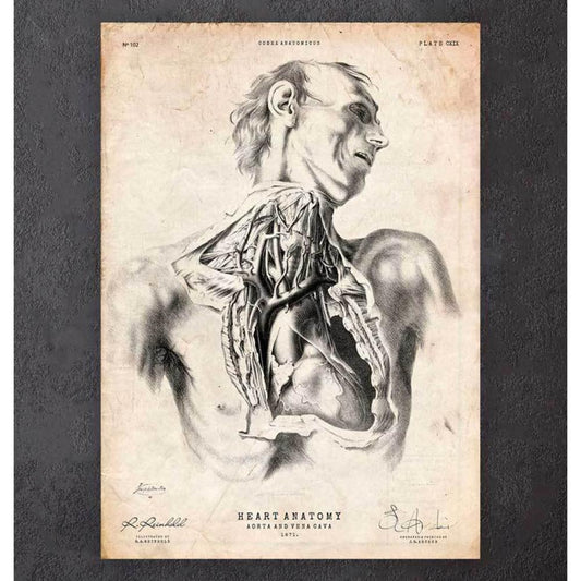 Heart Anatomy Print VIII
