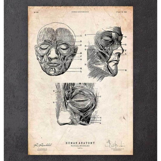 Facial Muscles Anatomy Print III