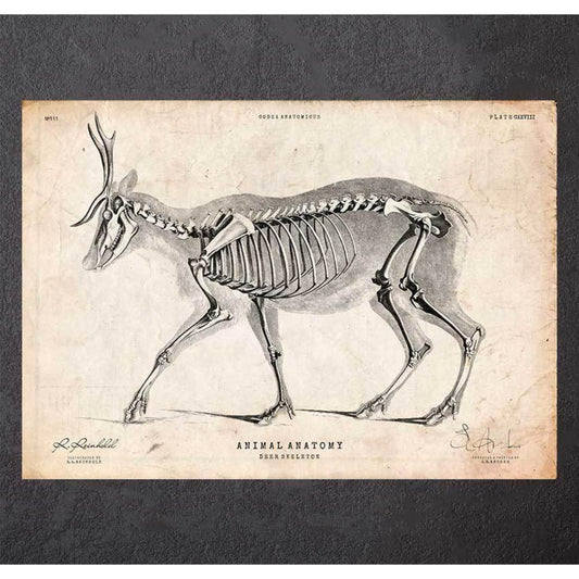 Deer Skeleton Print III