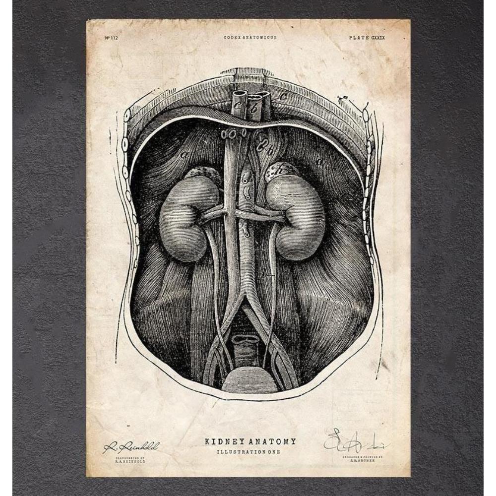 Kidney Anatomy I