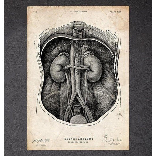 Kidney Anatomy I