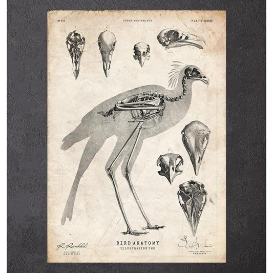 Bird Anatomy II