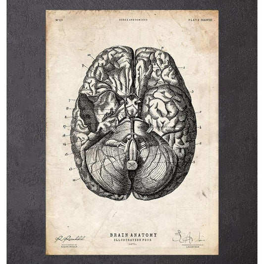 Brain Anatomy Print Vi