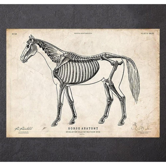 Horse Anatomy I