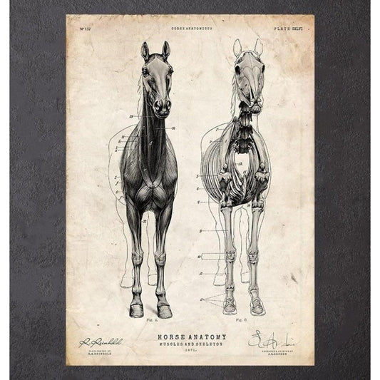 Horse Anatomy III