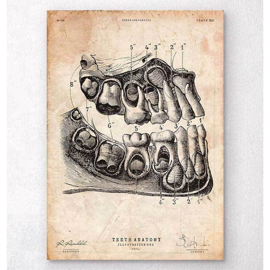 Dental Anatomy Art Print
