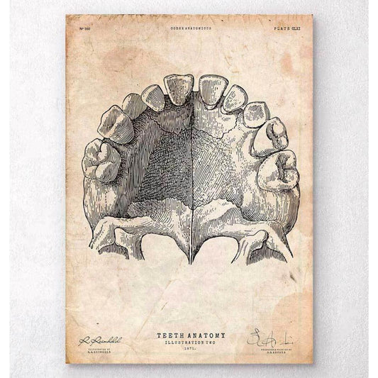 Teeth Anatomy Art Print