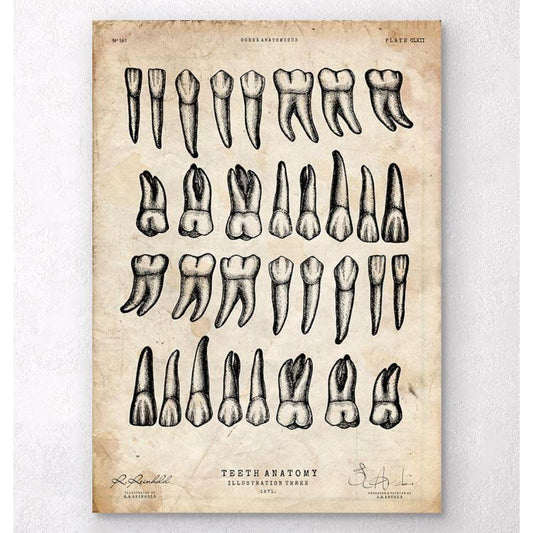 Teeth Chart Art Print