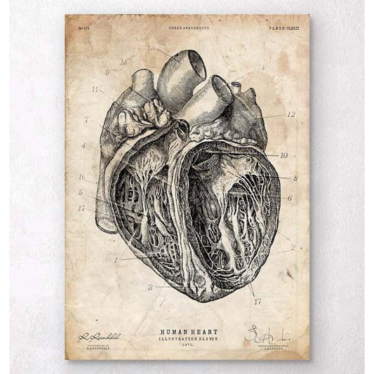 Heart Section Art Print III