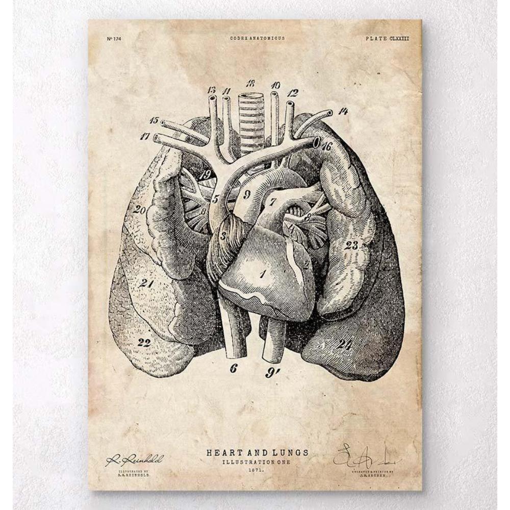 Heart And Lungs Anatomy Art I