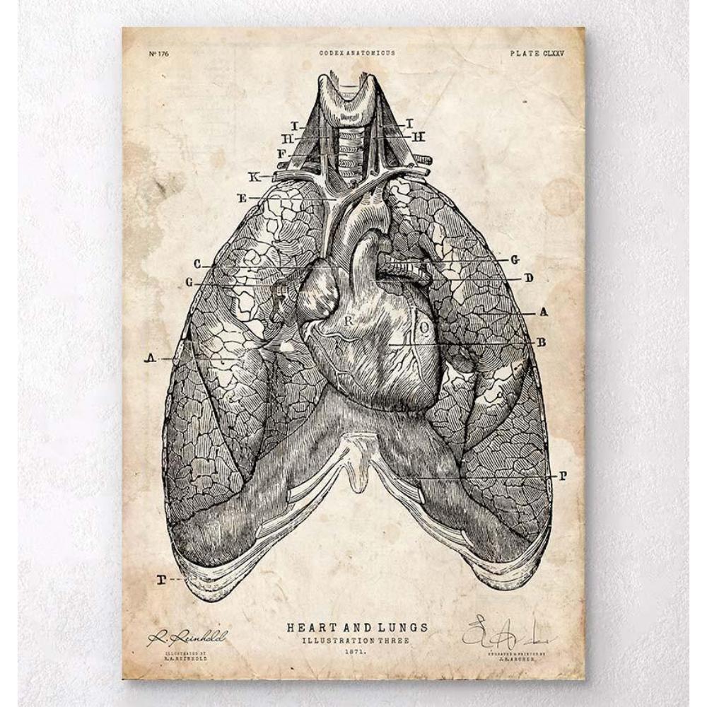 Heart And Lungs Anatomy Art III