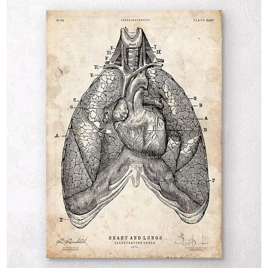 Heart And Lungs Anatomy Art III