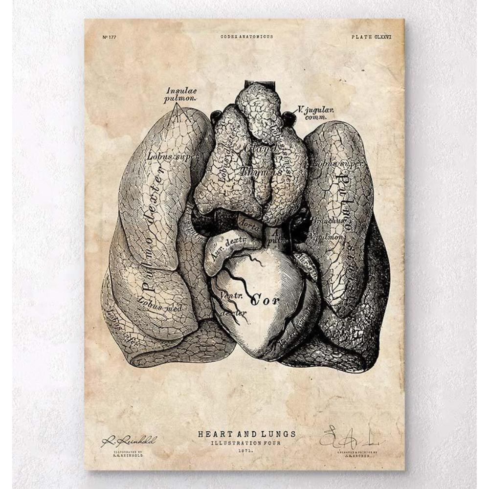 Heart And Lungs Anatomy Art IV
