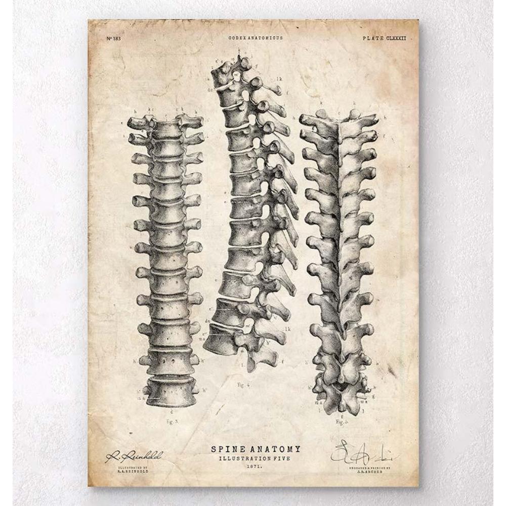 Spine Anatomy Print