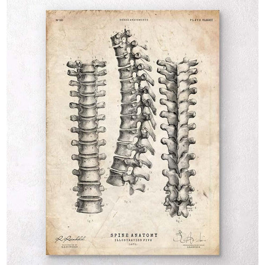 Spine Anatomy Print