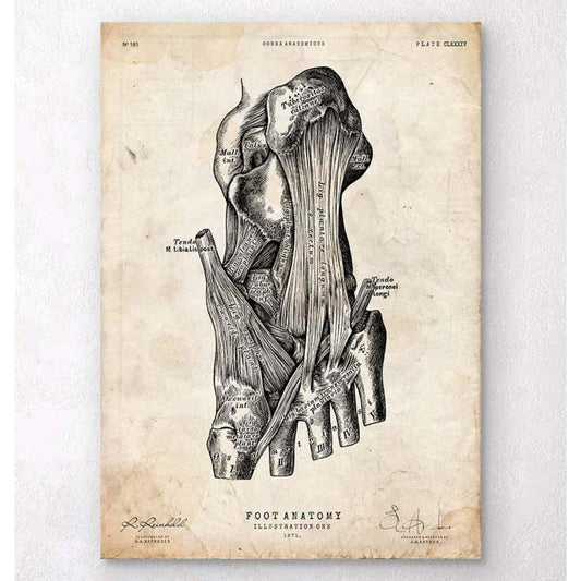 Foot Anatomy Art Print