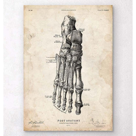 Foot Anatomy Art Print II