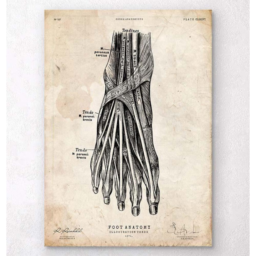 Foot Anatomy Art Print III