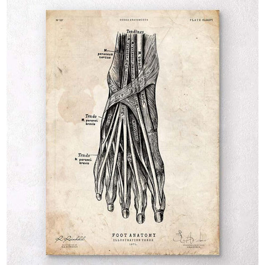Foot Anatomy Art Print III