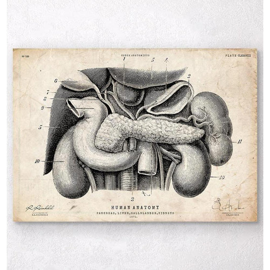 Pancreas, Liver And Gallbladder Anatomy Art Print