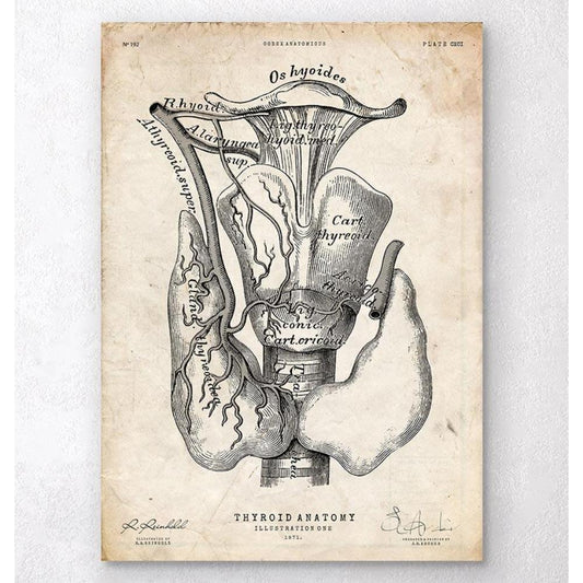 Thyroid Anatomy Art Print