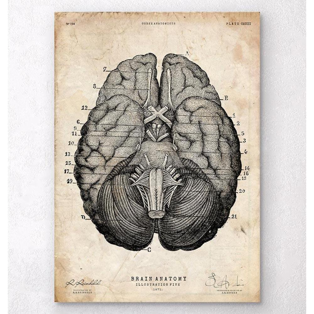 Brain Anatomy Art Print VII