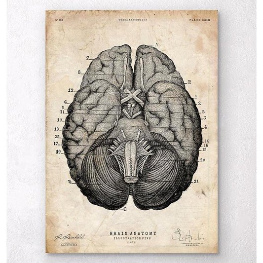 Brain Anatomy Art Print VII