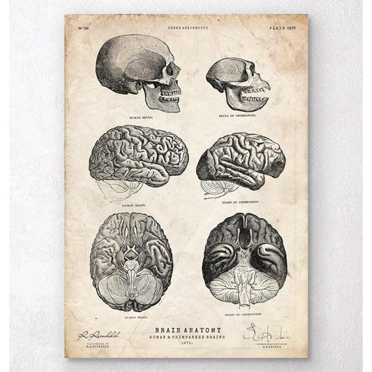 Human And Chimpanzee Brain Anatomy