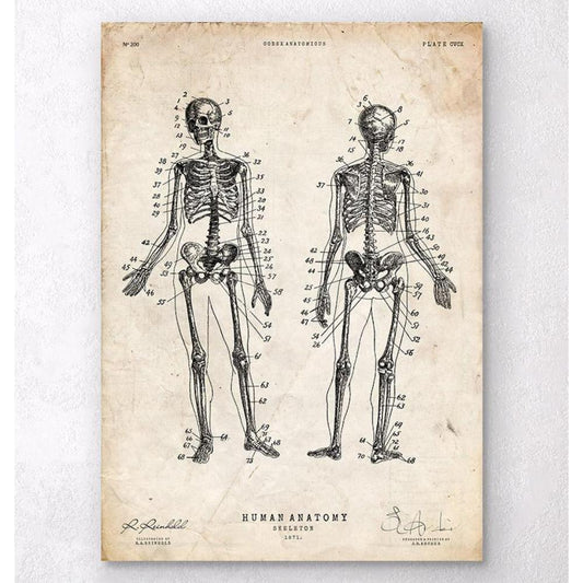Human Skeleton Chart