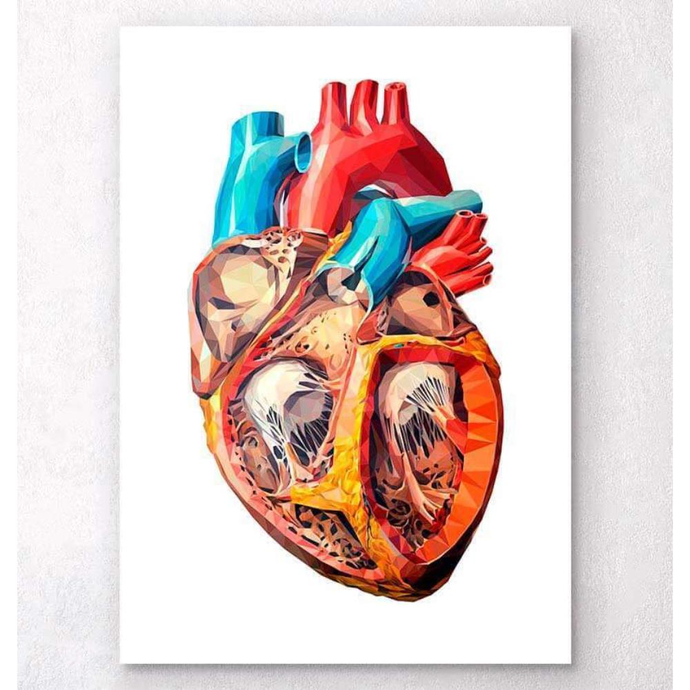 Geometrical Heart Anatomy