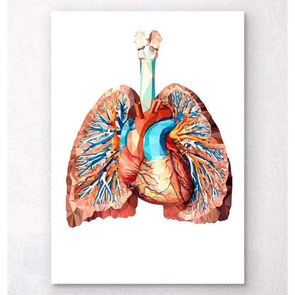 Heart And Lungs Anatomy II