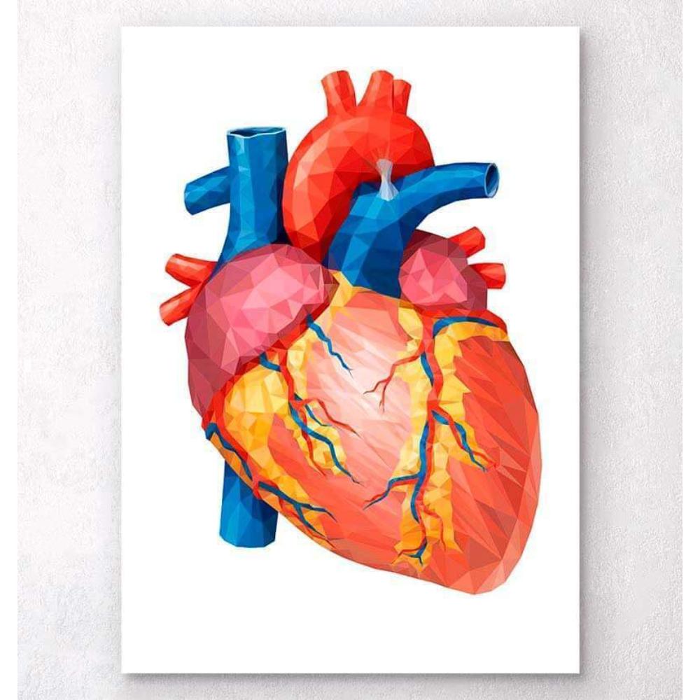 Geometrical Heart Anatomy II
