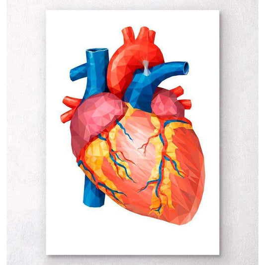 Geometrical Heart Anatomy II