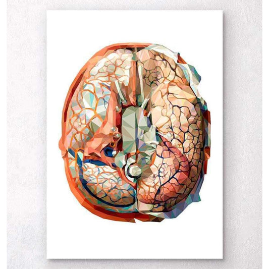 Geometrical Brain Anatomy II