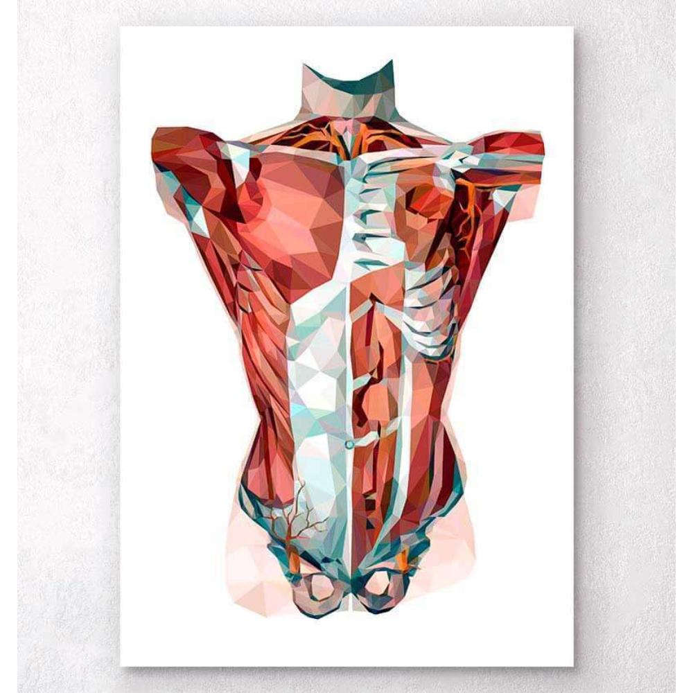 Geometrical Torso Anatomy
