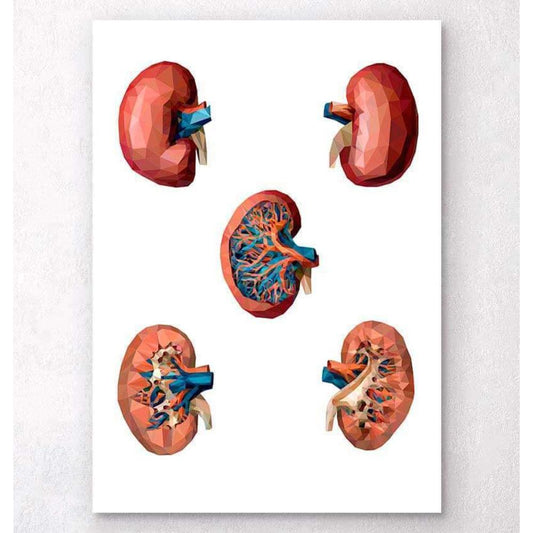 Geometrical Kidney Anatomy