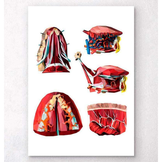 Geometrical Tongue Anatomy