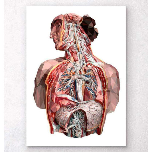 Geometrical Human Anatomy