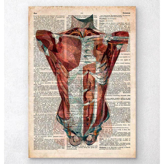 Human Torso Anatomy Old Dictionary Page