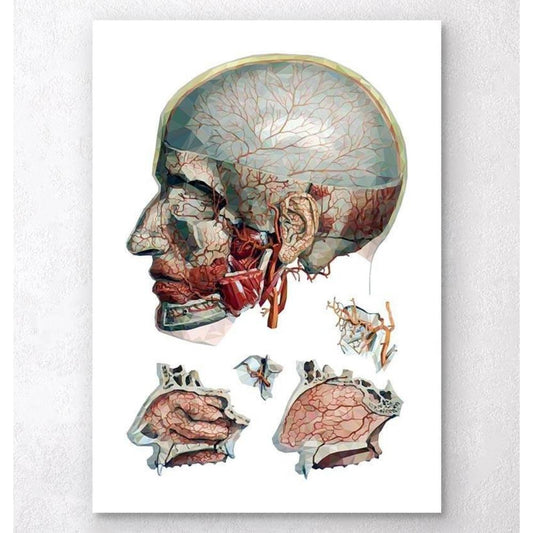 Geometric Head And Nose Anatomy Art