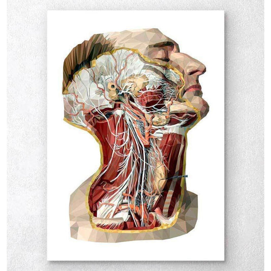 Geometric Head, Neck And Face Anatomy Art