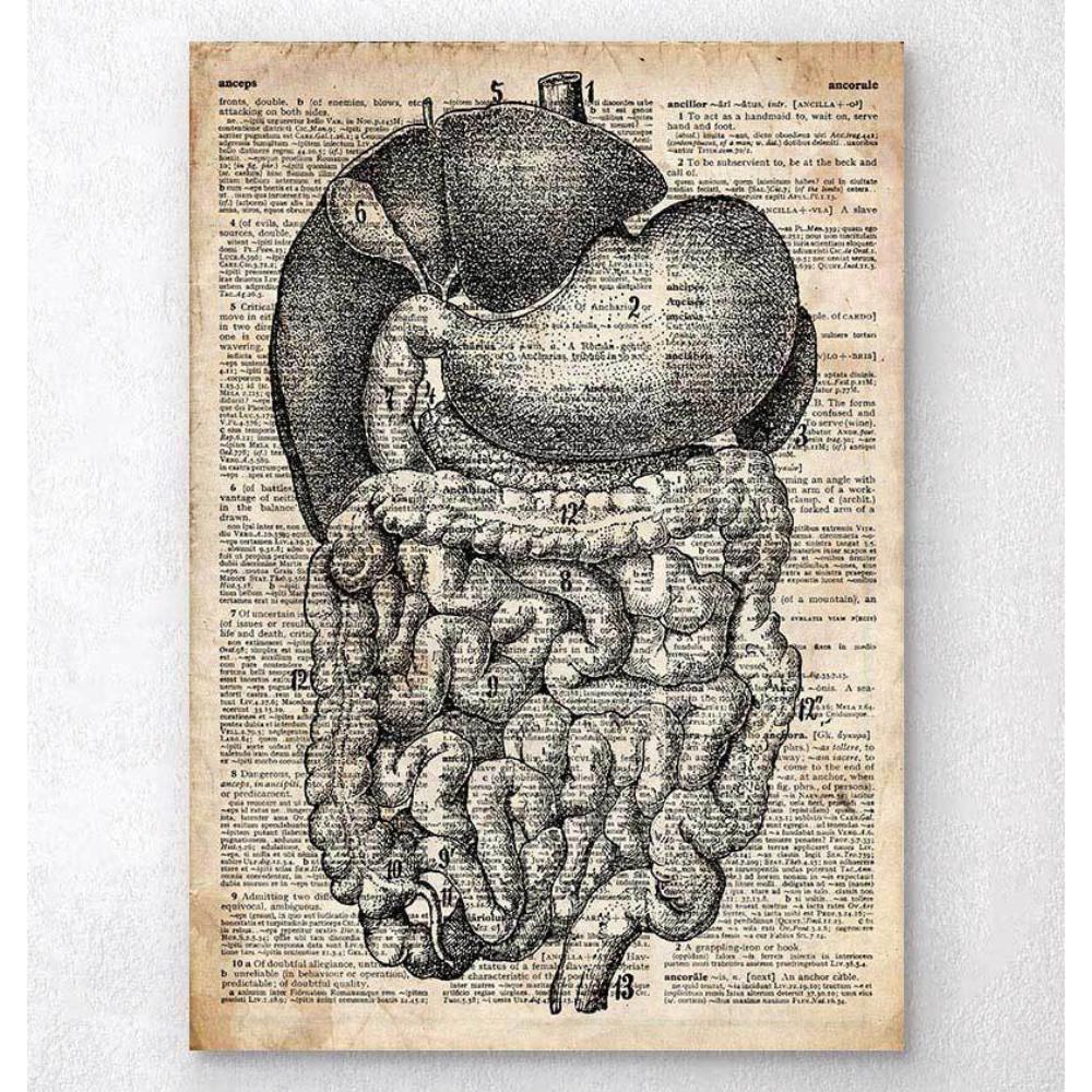 DigestIVe System Anatomy Old Dictionary Page