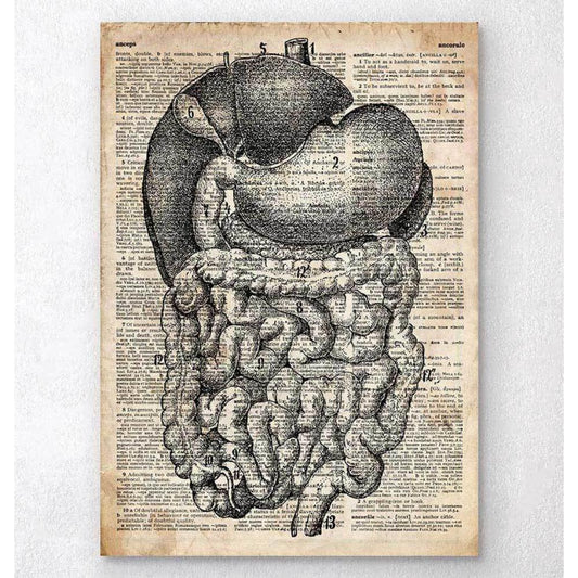 DigestIVe System Anatomy Old Dictionary Page