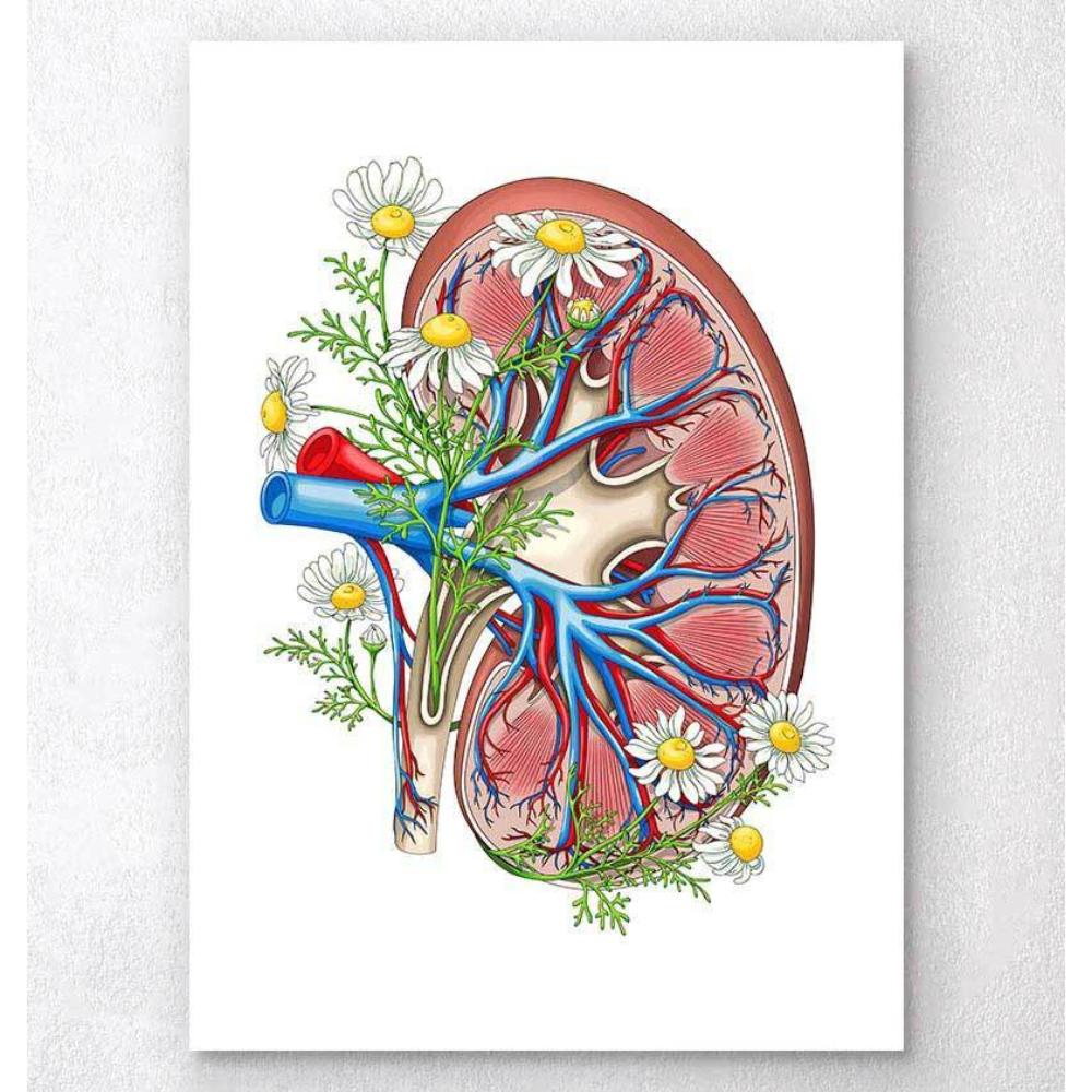 Kidney With Flowers White