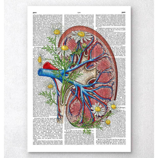 Floral Kidney Anatomy Dictionary Page