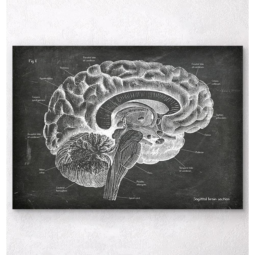 Sagittal Brain Anatomy Chalkboard