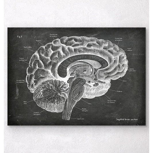 Sagittal Brain Anatomy Chalkboard